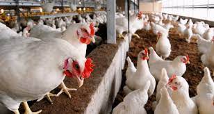 Avian Influenza