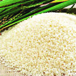 Rice