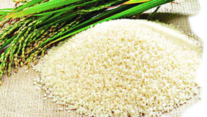 Rice