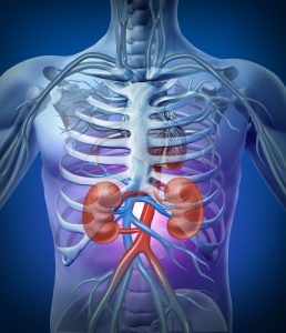 kidney-1-by-live-science-258×300