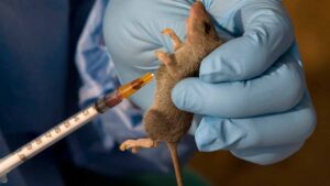 lassa-fever-1