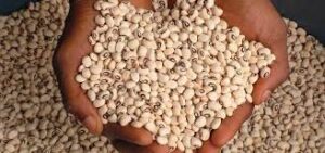 Genetically Modified Cowpea,