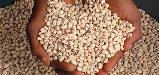 Genetically Modified Cowpea,