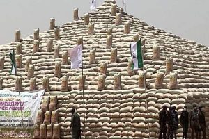 Scudnews_photos-of-Rice
