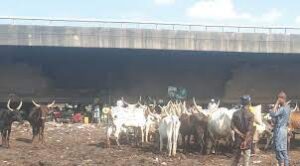 Several persons  killed as terrorists bomb popular Taraba cattle market