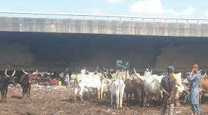 Several persons  killed as terrorists bomb popular Taraba cattle market
