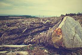 environmental degradation