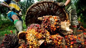 palm-oil-640×360