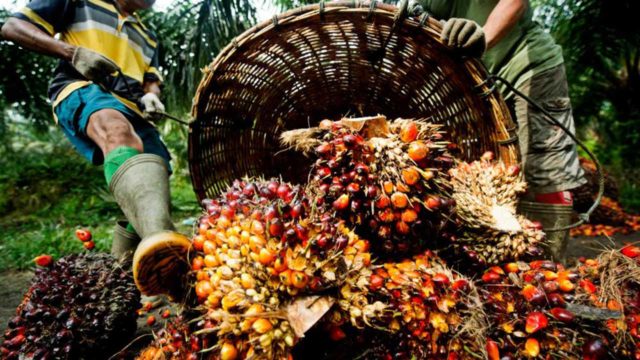 palm-oil-640×360