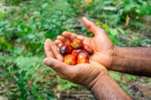 Indonesia ban on palm oil export set to boost Nigeria production as Raedal Farms seeks N2 billion for expansion