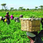Farmers-at-Work-in-their-Various-Farms