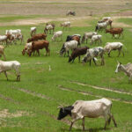 Cattle