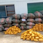 Customs intercepts Cannabis Sativa worth N168 million on Lagos waterways