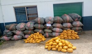 Customs intercepts Cannabis Sativa worth N168 million on Lagos waterways
