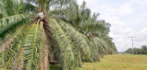 Oil-palm-plantation-at-NIFOR