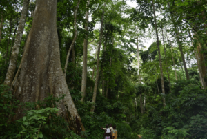 Ossa-rain-forest