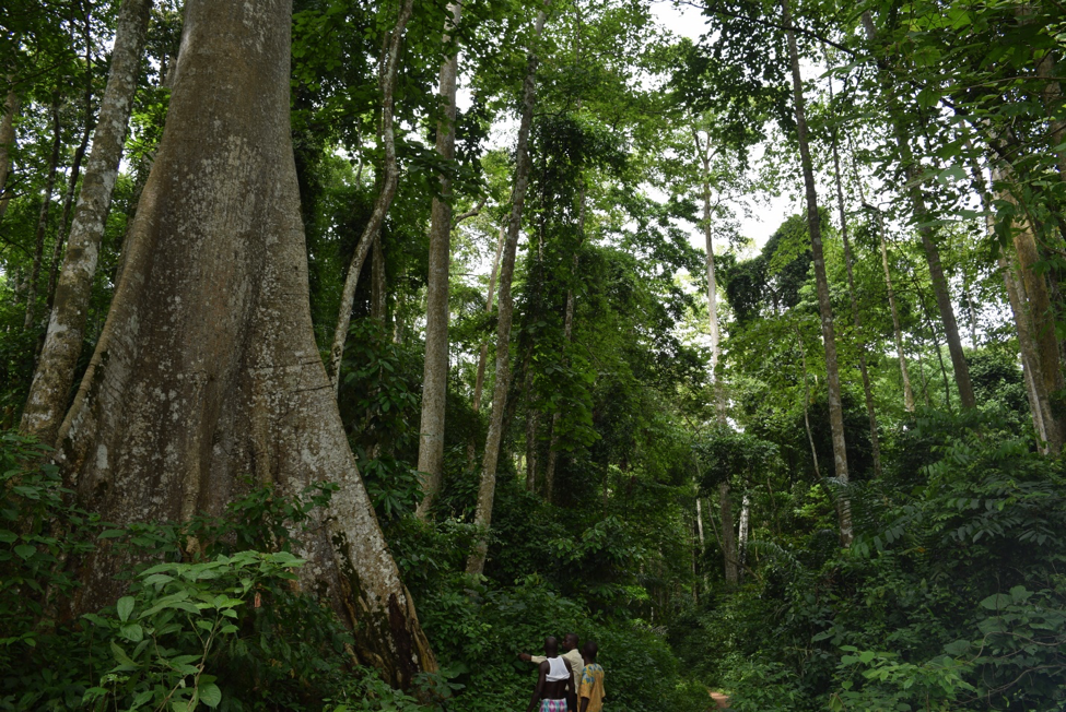 Ossa-rain-forest
