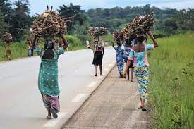 fuelwood collection