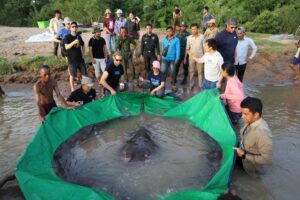 In this photo provided by Wonders of the Mekong taken on June 14, 2022, a team of Cambodian and American scientists and researchers, along with Fisheries Administration officials prepare to release a giant freshwater stingray back into the Mekong River in the northeastern province of Stung Treng, Cambodia. A local fisherman caught the 661-pound (300-kilogram) stingray, which set the record for the world’s largest known freshwater fish and earned him a $600 reward. (Chhut Chheana/Wonders of the Mekong via AP)
