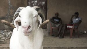Sallah: FCTA warns against sale of rams in unauthorised areas
