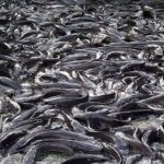 main-catfish