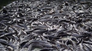 main-catfish