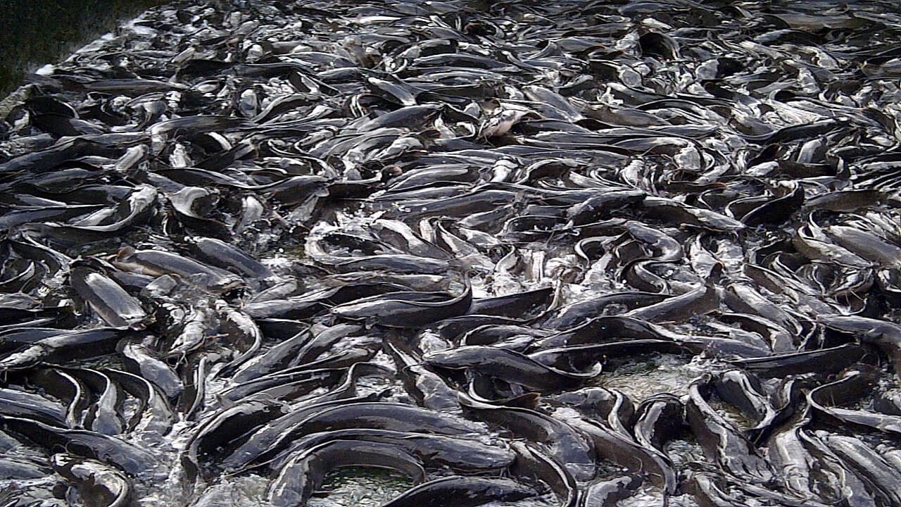 main-catfish