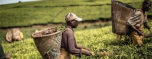 malawi-tea_gianluigi-guercia_afp