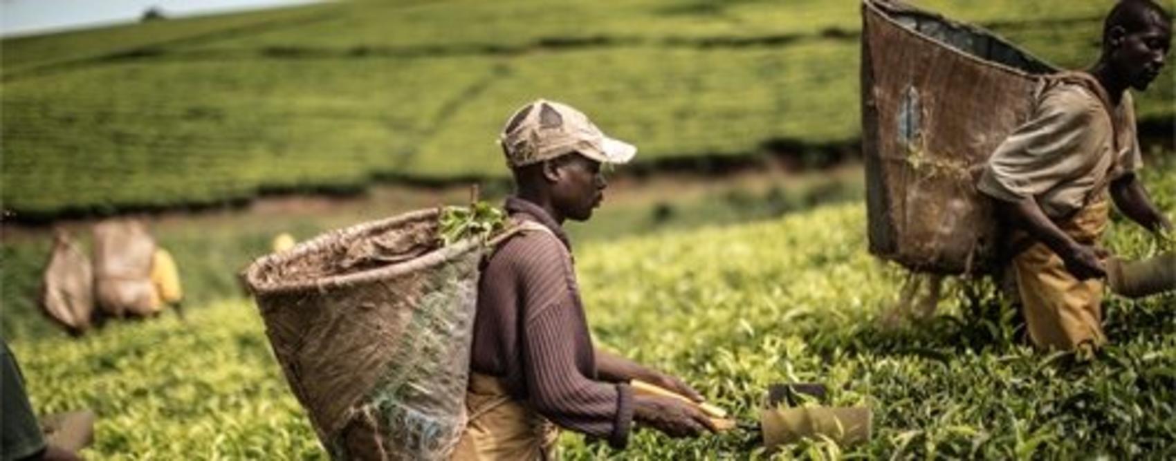 malawi-tea_gianluigi-guercia_afp