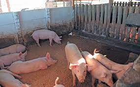 pig