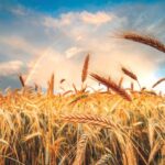wheat-1