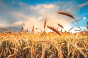wheat-1