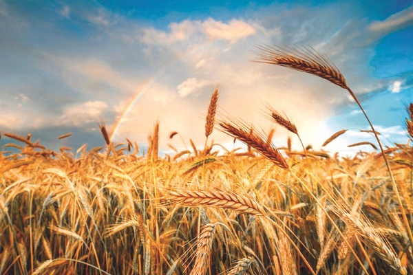 wheat-1