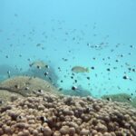 Fish swim near some bleached coral at Kisite Mpunguti Marine park, Kenya, Saturday, June 11, 2022. Officials are meeting in Kigali, Rwanda, as part of the continent’s first ever Africa Protected Areas Congress in a bid to expand the protection of land and marine wildlife, despite little funding and many existing conservation areas in the region being of low quality. (AP Photo/Brian Inganga)