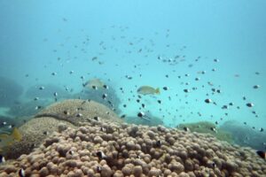Fish swim near some bleached coral at Kisite Mpunguti Marine park, Kenya, Saturday, June 11, 2022. Officials are meeting in Kigali, Rwanda, as part of the continent’s first ever Africa Protected Areas Congress in a bid to expand the protection of land and marine wildlife, despite little funding and many existing conservation areas in the region being of low quality. (AP Photo/Brian Inganga)
