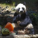 FILE – Chinese giant panda An An celebrates his 29th birthday at the Ocean Park in Hong Kong on July 28, 2015. The world’s oldest-ever male giant panda in captivity on Thursday, July 21, 2022 passed away after being euthanized in Hong Kong, following a deterioration in his health in recent weeks. (AP Photo/Kin Cheung, File)