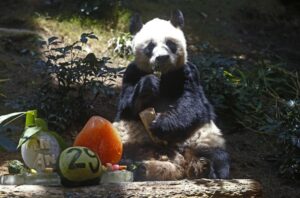 FILE – Chinese giant panda An An celebrates his 29th birthday at the Ocean Park in Hong Kong on July 28, 2015. The world’s oldest-ever male giant panda in captivity on Thursday, July 21, 2022 passed away after being euthanized in Hong Kong, following a deterioration in his health in recent weeks. (AP Photo/Kin Cheung, File)