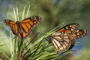 FILE – Monarch butterflies land on branches at Monarch Grove Sanctuary in Pacific Grove, Calif., Wednesday, Nov. 10, 2021. On Thursday, July 21, 2022, the International Union for the Conservation of Nature said migrating monarch butterflies have moved closer to extinction in the past decade – prompting scientists to officially designate them as “endangered.” (AP Photo/Nic Coury, File)