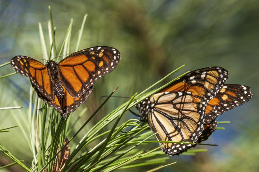 FILE – Monarch butterflies land on branches at Monarch Grove Sanctuary in Pacific Grove, Calif., Wednesday, Nov. 10, 2021. On Thursday, July 21, 2022, the International Union for the Conservation of Nature said migrating monarch butterflies have moved closer to extinction in the past decade – prompting scientists to officially designate them as “endangered.” (AP Photo/Nic Coury, File)