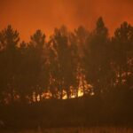 A forest fire reaches a line of pine trees in the village of Bemposta, near Ansiao, central Portugal, Wednesday, July 13, 2022. Thousands of firefighters in Portugal continue to battle fires all over the country that forced the evacuation of dozens of people from their homes. (AP Photo/Armando Franca)
