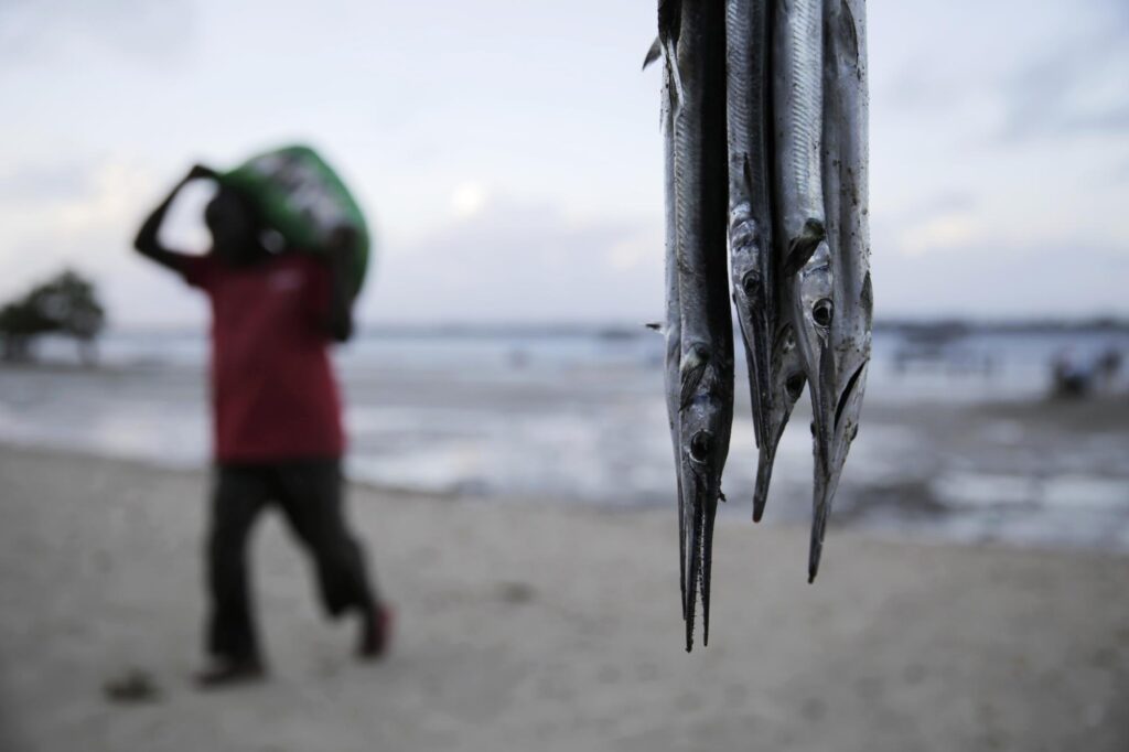 A fisherman walks, left, with his catch as needlefish hang at right at the Shimoni port, in Kwale county, Kenya, on Saturday, June 11, 2022. Artisanal fisheries on Kenya’s coast say climate change, overfishing by large foreign vessels and a lack of other job opportunities for coastal communities is draining the Indian Ocean of its yellowfin tuna stocks. (AP Photo/Brian Inganga)