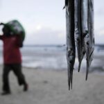 A fisherman walks, left, with his catch as needlefish hang at right at the Shimoni port, in Kwale county, Kenya, on Saturday, June 11, 2022. Artisanal fisheries on Kenya’s coast say climate change, overfishing by large foreign vessels and a lack of other job opportunities for coastal communities is draining the Indian Ocean of its yellowfin tuna stocks. (AP Photo/Brian Inganga)