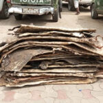 customs-lagos-donkey-skin