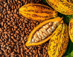 Cocoa