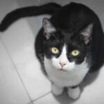 cats_iStock_000026797308_Large-1024×682