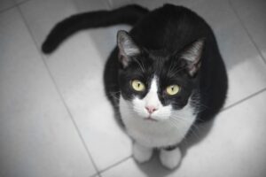 cats_iStock_000026797308_Large-1024×682
