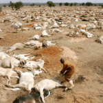 Ethiopian-drought