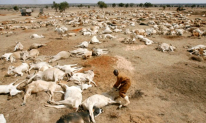 Ethiopian-drought