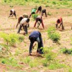 Farmers