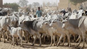 Herders-1024×576